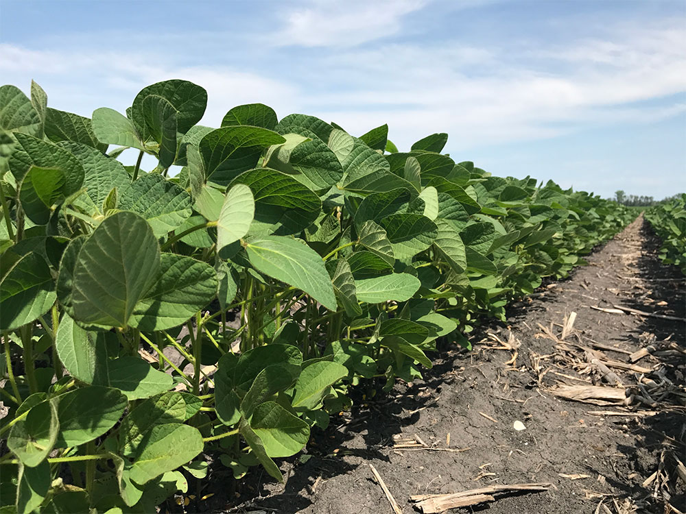 Products > DuPont Pioneer > Soybeans